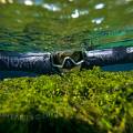 000200 Plongeur apniste femme voluant dans une eau douce limpide, au premier plan un tapis de plantes aquatiques vert tendre (Sagonne 18600, France). 