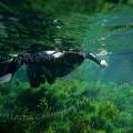 000203 Plongeur apniste femme voluant dans une eau douce limpide, au premier plan un tapis de plantes aquatiques vert tendre (Sagonne 18600, France). 