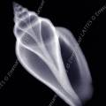 000217 Radiographie d'un coquillage marin. Image noir et blanc.