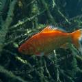 000220 Poisson rouge (carpe Koi, Cyprinus carpio carpio) dans la carrire du pont des Piles (36270 Eguzon Chantme). Dans cette carrire abandonne la nappe phratique a envahi tout le site d'une eau limpide, dont ces racines d'arbres qui bordent le site.