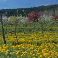 000230 Verger extensif, au printemps sur la commune de Saint-Amand-Tallende (63450) (Puy-de-Dme, France). Pissenlits (Taraxacum sp), arbres fruitiers dont de nombreux pommiers  (Malus sp), sont en fleurs. Profusion de couleurs. Filtre polarisant.