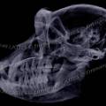 000240 Radiographie d'un crne de macaque (Macaca fascicularis). Animal  originaire de Luzon aux Philippines. Image noir et blanc.