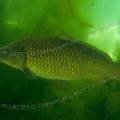 000249 Carpe commune (Cyprinus carpio carpio)  en milieu naturel dans la rivire le Sagonin (Sagonne 18600, France).