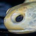 000251 Tte de tortue marine albinos (Tortue verte, Chelonia mydas). Image ralise  laTurtle Hatchery  Kosgoda (Sri Lanka)