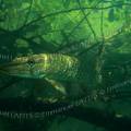 000255 Brochet (Esox lucius) dans le Gour de Tazenat (Puy-de-Dme (63), France). Animal  l'afft dans des branchages.