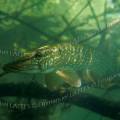 000256 Brochet (Esox lucius) dans le Gour de Tazenat (Puy-de-Dme (63), France). Animal  l'afft dans des branchages. A noter que ce poisson est rescap d'une partie de pche, car un bas de ligne en acier sort de sa gueule.