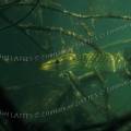 000261 Brochet (Esox lucius) dans le Gour de Tazenat (Puy-de-Dme (63), France). Animal  l'afft dans des branchages. A noter que ce poisson est rescap d'une partie de pche, car un bas de ligne en acier sort de sa gueule.