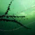 000271 Ttards agglutins sur une branche  2,50 mtres sous les eaux glauques de la carrire inonde de Beaumerle (18370 Chteaumeillant, France).