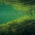 000272 Banc de petits poissons d'eau douce en milieu naturel dans les eaux glauques de la carrire inonde de Beaumerle (18370 Chteaumeillant, France).