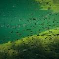 000273 Banc de petits poissons d'eau douce en milieu naturel dans les eaux glauques de la carrire inonde de Beaumerle (18370 Chteaumeillant, France).