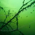 000274 Ttards agglutins sur une branche  2,50 mtres sous les eaux glauques de la carrire inonde de Beaumerle (18370 Chteaumeillant, France).