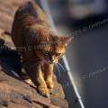 000278 Chatte abyssin (Felis catus domesticus) longeant une gouttire sur un toit.