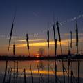 000280 Coucher de soleil sur un tang en Brenne (Indre (36), France). Au premier plan des massettes  larges feuilles ou quenouilles (Typha latifolia) dressent leur pi.