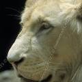 000281 Portrait d'un lion blanc (Panthera leo).