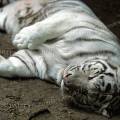 000283 Tigre blanc (Panthera tigris) assoupi.