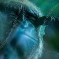 000285 Femelle gorille (Gorilla gorilla) se grattant l'oeil.