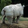 000286 Femelle rhinocros blanc (Ceratotherium simum) urinant.
