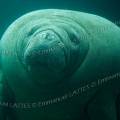000287 Portrait d'un lamantin (Trichechus manatus).