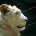 000288 Portrait d'un lion blanc (Panthera leo).