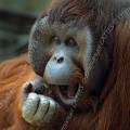 000299 Mle orang-outan (Pongo pygmaeus). Billement et ennui.