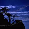 000303 Silhouette d'un arbre foudroy sur une crte de montagne, le Capo d'Ota (Corse 2A, France). Contre-jour et nuit amricaine.