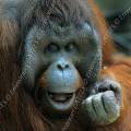 000304 Mle orang-outan (Pongo pygmaeus). Attitude de dfiance.