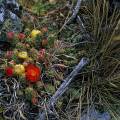 000311 Cactus (Austrocylindropuntia yanganucensis) en fleur et en fruit sur une rive de la lagune de Llanganuco (Altitude 3850m). L' Austrocylindropuntia yanganucensis est un cactus endmique de la zone des Lagunes de Llanganuco (d'o son nom), dcrit par Rauh et Backeberg en 1957. Rgion de Huaraz (parc naturel de Huascarn, Ancash, Prou). Filtre polarisant.