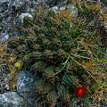 000312 Cactus (Austrocylindropuntia yanganucensis) en fleur et en fruit sur une rive de la lagune de Llanganuco (Altitude 3850m). L' Austrocylindropuntia yanganucensis est un cactus endmique de la zone des Lagunes de Llanganuco (d'o son nom), dcrit par Rauh et Backeberg en 1957. Rgion de Huaraz (parc naturel de Huascarn, Ancash, Prou). Filtre polarisant.