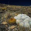 000313 Cactus (Oroya borschersii et Austrocylindropuntia floccosa) sur le site de Winchus (Altitude 4200m, Cordillera Negra, parc naturel de Huascarn, Ancash, Prou). Filtre polarisant.