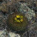 000314 Cactus (Oroya borschersii) en fleur sur le site de Winchus (Altitude 4200m, Cordillera Negra, parc naturel de Huascarn, Ancash, Prou). Filtre polarisant.