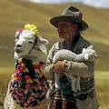 000316 Vieille femme tenant dans ses bras un agneau (Ovis aries) accompagne d'un alpaga (Lama pacos). Rgion de Huaraz (parc naturel de Huascarn, Ancash, Prou). Filtre polarisant.