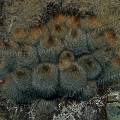 000319 Cactus (Matucana) sur le site de Winchus (Altitude 4200m, Cordillera Negra, parc naturel de Huascarn, Ancash, Prou). Filtre polarisant.