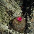 000320 Cactus (Matucana) en fleur sur le site de Winchus (Altitude 4200m, Cordillera Negra, parc naturel de Huascarn, Ancash, Prou). Filtre polarisant.