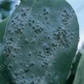000323 Raquette de figuier de Barbarie (Opuntia ficus-indica) infeste de cochenilles (Dactylopius coccus Costa). Ces parasites femelles sont 