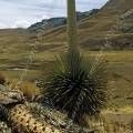 000325 Puya Raimondi (Puya sp) sur la route du glacier Pastoruri (parc naturel de Huascarn, Ancash, Prou). norme bromeliace que l'on trouve  seulement sur deux sites au Prou et un en Bolivie. Pouvant atteindre 12 mtres de haut, c'est la plus grande bromeliace existante. La plante ne fleurira qu'une seule fois aprs une trentaine d'annes, produira prs de dix-huit mille fleurs qui donneront quelques six millions de graines, puis mourra. Elle tire son nom du naturaliste italien Antonio Raimondi. Filtre polarisant.