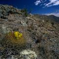 000327 Cactus (Oroya borschersii) en fleur sur le site de Winchus (Altitude 4200m, Cordillera Negra, parc naturel de Huascarn, Ancash, Prou). Filtre polarisant.