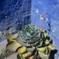 000334 Echeveria glauca en pot.