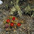 000340 Cactus (Austrocylindropuntia yanganucensis) en fleur sur une rive de la lagune de Llanganuco (Altitude 3850m). L' Austrocylindropuntia yanganucensis est un cactus endmique de la zone des Lagunes de Llanganuco (d'o son nom), dcrit par Rauh et Backeberg en 1957. Rgion de Huaraz (parc naturel de Huascarn, Ancash, Prou). Filtre polarisant.