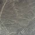 000342 Goglyphes de Nazca, le condor (Ica, Prou).