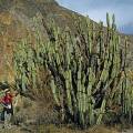 000351 Cactus (Armatocereus) dans le Caon de Colca (Arequipa, Prou).