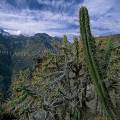 000356 Cactus (Austrocylindropuntia subulata  gauche et Trichocereus cuzcoensis  droite) dans le Caon de Colca (Arequipa, Prou).