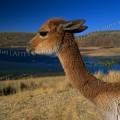 000362 Vigogne (Vicugna vicugna) dans la Cordillre des Andes (Prou). La vigogne est la plus petite reprsentante de la famille des Camlids avec un poids d'environ 45 kg. Elle est Inscrite  l'Annexe II de la CITES (espce protge). Filtre polarisant.