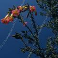 000368 Cantuta (Cantua buxifolia), la fleur nationale du Prou (parc naturel de Huascarn, Ancash, Prou). Considre comme sacre en raison de sa floraison toute l'anne, ses fleurs en forme de trompette taient portes par l'Inca dans sa coiffe. Filtre polarisant.