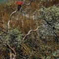 000378 Lagune de Llanganuco (Altitude 3850m). Au premier plan, un quenual (Polylepis sp), arbre trs rare qui ne pousse seulement qu'au dessus de 3000m. Ce dernier sert de support  une plante piphyte, le tillandsia (Bromelia sp). Rgion de Huaraz (parc naturel de Huascarn, Ancash, Prou). Filtre polarisant.