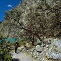000383 Randonneur sur le site de la Lagune de Llanganuco (Altitude 3850m). Fort de quenuals (Polylepis sp), arbres trs rares qui ne poussent seulement qu'au dessus de 3000m. Rgion de Huaraz (parc naturel de Huascarn, Ancash, Prou). Filtre polarisant.