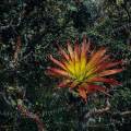 000389 Plante piphyte de type tillandsia (Bromelia sp) sur un quenual (Polylepis sp), arbre trs rare qui ne pousse seulement qu'au dessus de 3000 m. Rgion de Huaraz (parc naturel de Huascarn, Ancash, Prou). Filtre polarisant.