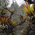 000391 Plante piphyte de type tillandsia (Bromelia sp) sur un quenual (Polylepis sp), arbre trs rare qui ne pousse seulement qu'au dessus de 3000 m. Rgion de Huaraz (parc naturel de Huascarn, Ancash, Prou). Filtre polarisant.