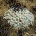 000412 Cactus (Austrocylindropuntia floccosa) en fleur sur le site de Winchus (Altitude 4200m, Cordillera Negra, parc naturel de Huascarn, Ancash, Prou). Filtre polarisant.