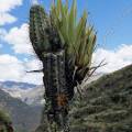 000418 Trichocereus cuzcoensis servant de support pour des Tillandsia (Bromeliaceae) et des lichens sur le site archologique de Pisac (altitude 3200 m) (Cuzco, Prou). 