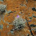 000420 Tillandsia graomogolensis synonyme de Tillandsia kurt-horstii et lichen (Xanthoria parietina) sur le site d'Ollantaytambo (Cuzco, Prou).